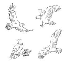 Set Of Bald Eagles In Outlines - Vector Illustration