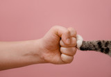 Fototapeta Koty - fist hand and cat paw on pink background standoff of animals and people