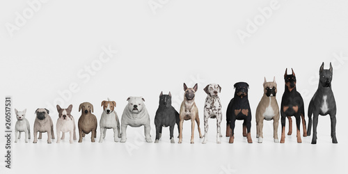 dog breeds smallest to largest