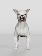 Chihuahua Looking Angry While Growling 3d Render