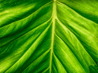 Full Frame Background of Green Leaf Texture