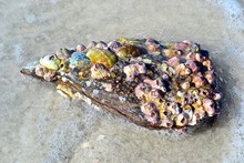 Abalone Shell With Barnacles