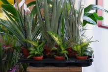 Houseplants In Small Pots In Garden Shop. Various Green Plants Is Sold In Store. Planting Of Greenery.