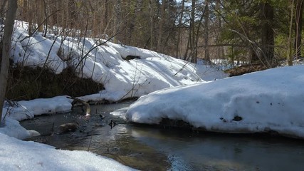 Wall Mural - spring creek flows in the forest. it is snowing, birds are singing.
