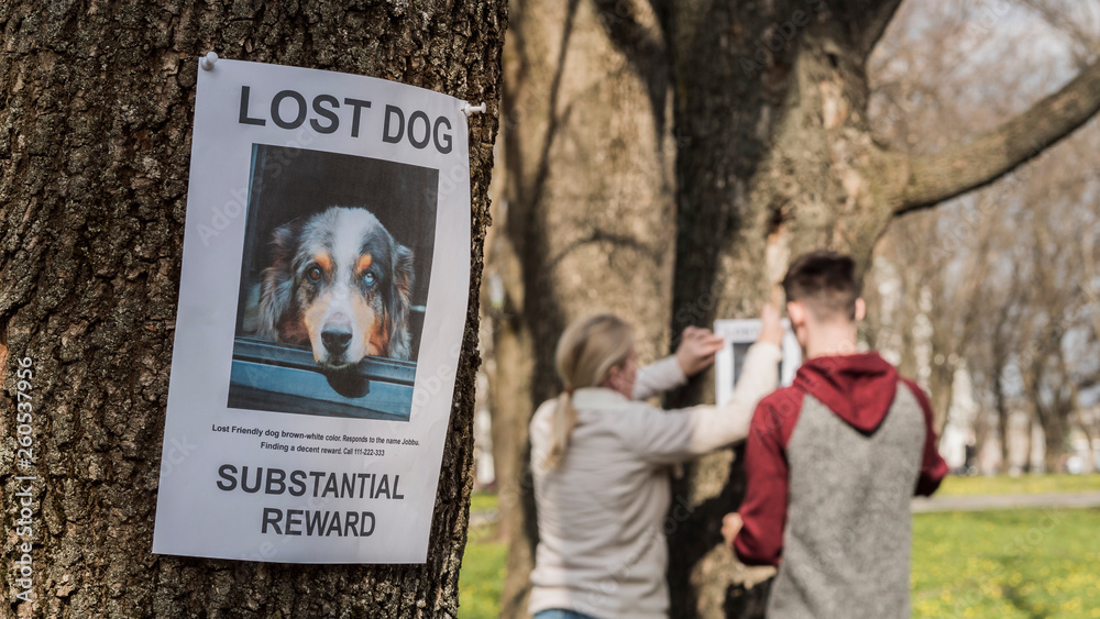 A man and a woman are looking for a missing pet, putting up posters - obrazy, fototapety, plakaty 