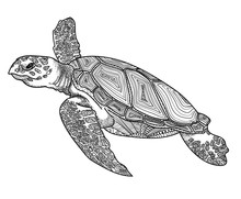 The Sea Turtle Swims. Meditative Coloring Of Antistress. Arrows, Strips, Scales, Lines. Logo, Print On The T-shirt. Children's Painting, Drawing By Hand. 