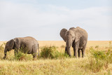 Fototapeta Sawanna - Grazing elephants on the savannah of the Masai Mara National Reserve