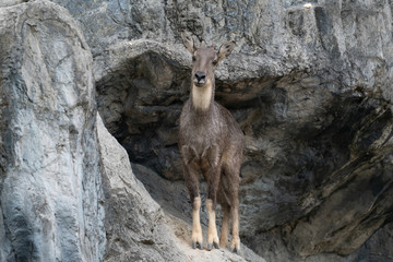 Wall Mural - .goral standing on the rock