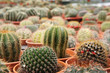 © Aisyaqilumar - Selected focused on a group of small and colourful cactus planted in small plastic pots. The cactus will be used as indoor decoration. Sale to the customer as income for farmers.