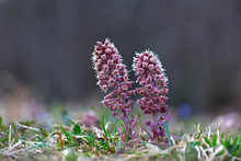 Purple Butterbur Plant Petasites Hybridus Flowering In Nature In Early Spring. A Blooming Butterbur (Petasites Hybridus) Flower In The Meadow