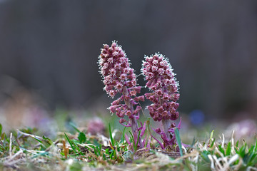 Wall Mural - Purple Butterbur Plant Petasites Hybridus Flowering in Nature in Early Spring. A blooming butterbur (Petasites hybridus) flower in the meadow