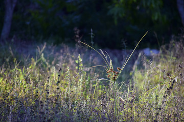 Meadow view in the evening