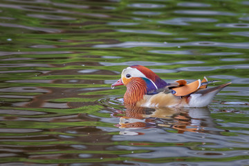 Mandarin duck