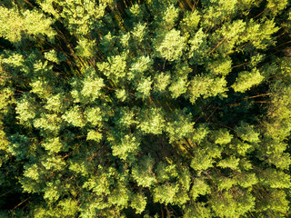 Wall Mural - Aerial view green field in the countryside. Photo from the drone