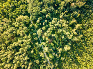 Wall Mural - Top view of a forest of deciduous trees and expensive sunny day. Aerial view from the drone. Foliage background