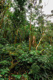 Fototapeta Perspektywa 3d - Forêt tropicale
