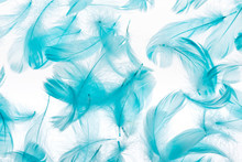 Seamless Background With Blue Feathers Isolated On White