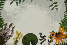 Beautiful Batanic Background With Herbarium.