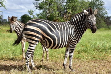 Wall Mural - cute young zebra,Kruger,South Africa