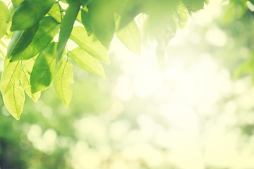 Wall Mural - Background nature green leaf on blurred greenery in forest with copy space
