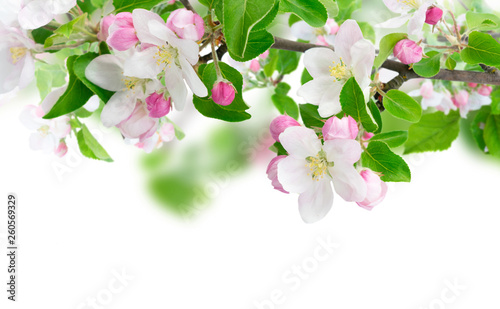 Spring tree flowers