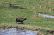 Landwirtschaft am Nil in Ägypten: Wasserbüffel im Schilf am Ufer