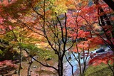 Fototapeta Morze - Tokyo autumn leaves