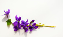 Bouquet Of Violets Isolated On White Background