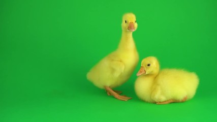 Wall Mural - Two ducklings on a green screen