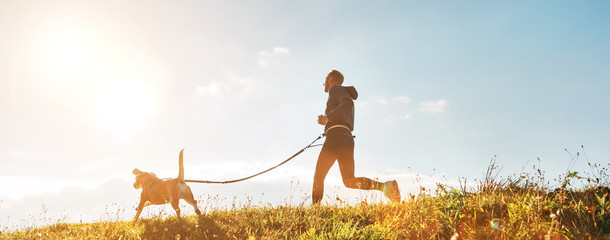 Wall Mural - canicross exercises. man runs with his beagle dog at sunny morning