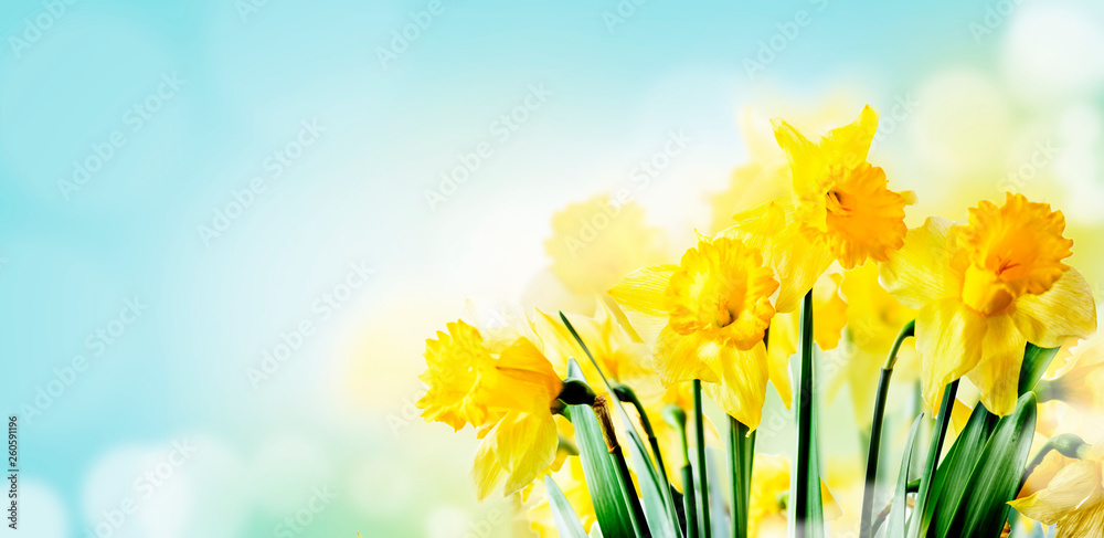 Closeup of beautiful spring daffodil bunch in garden with sunlight and bokeh sky background. - obrazy, fototapety, plakaty 