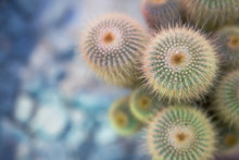 Group Of Small Green Cacti,top View And Copy Space