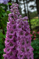 Pink Delphinium Flower in the Garden