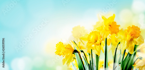 Closeup of beautiful spring daffodil bunch in garden with sunlight and bokeh sky background Tableau sur Toile