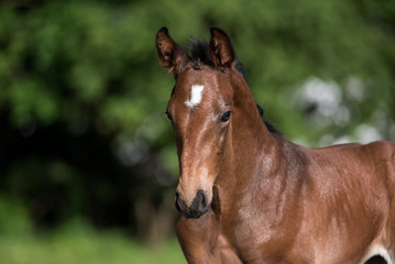 Naklejka na meble Pferd im Stall Warmblutfohlen Sportpferd