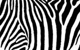 Fototapeta Konie - Zebra Animal Print Vektor Grafik