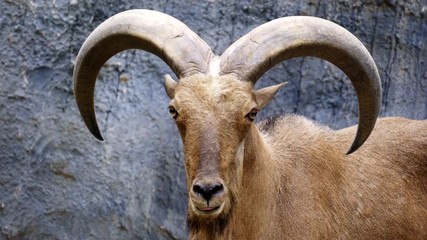 Sticker - Barbary sheep ( Ammotragus lervia ) standing on rocky mountains