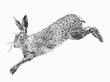 Hand drawn vector Rabbit.