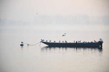 birds on the boat