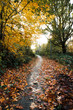 Narnia Path, Autumn London