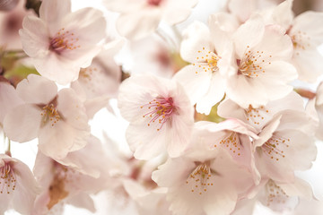 Wall Mural - cherry blossom tree in bloom 