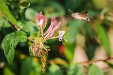 Hummingbird Hawk-moth Buzzing Around Pink Honeysuckle Flowers Sampling Nectar, Sunny Summer Day In A Garden, Blurry Green Background
