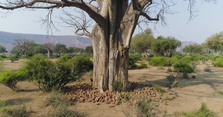 4k zoom out aerial view of a beautiful baobab tree with the beautiful red sandstone chilojo cliffs i