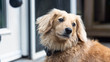 © Lance-R - portrait of a dog