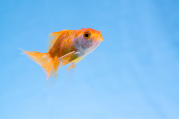 Gold fish or goldfish floating swimming underwater in fresh aquarium tank.