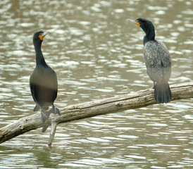 Wall Mural - Cormorant