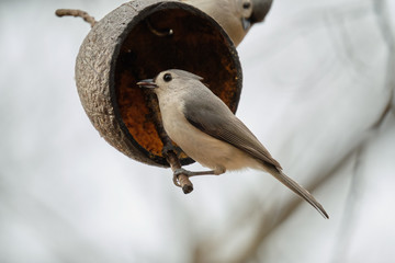 Wall Mural - White breasted nuthatch