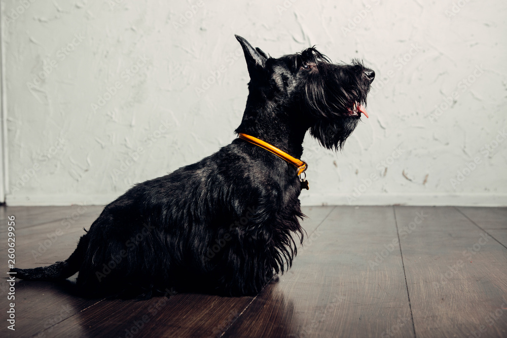 Scottish terrier puppy is posing in studio on a light background - obrazy, fototapety, plakaty 