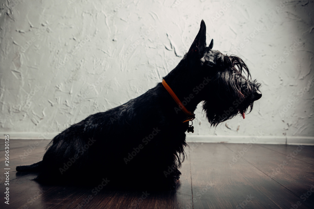 Scottish terrier puppy is posing in studio on a light background - obrazy, fototapety, plakaty 