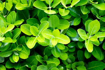 Creative layout made of green leaves. Flat lay. Nature concept